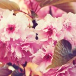 cherry-blossoms-771596